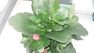 20150525_072258_resized.jpg