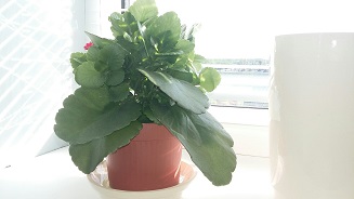 20150525_072319_resized.jpg