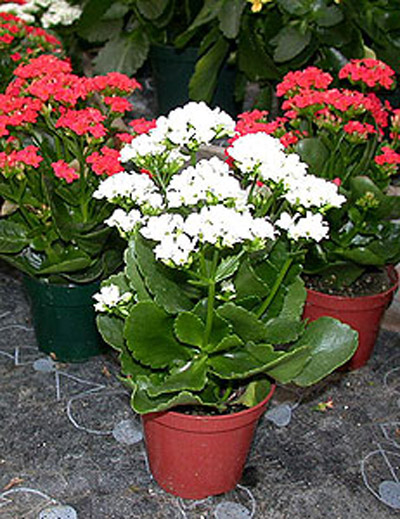 kalanchoe1.jpg