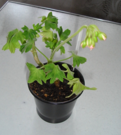 DSC00410.JPG