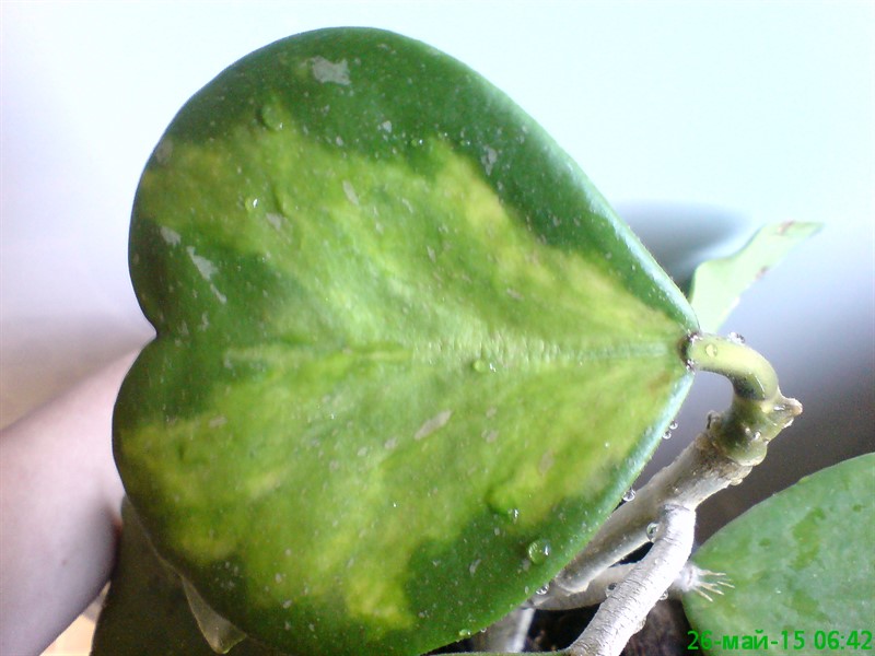 DSC00612_800x600.jpg