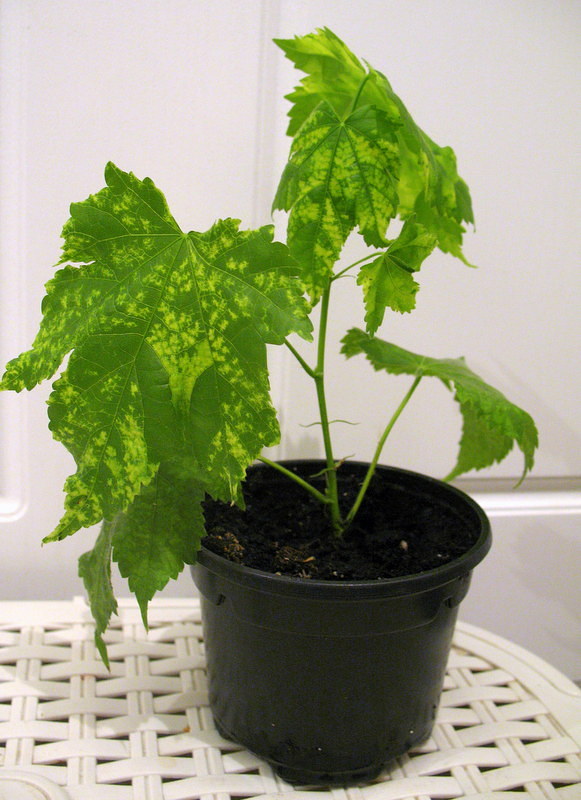 pictum.JPG