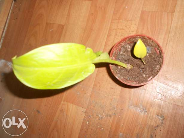 168053637_8_644x461_rasteniya-granat-murayya-kroton-i-td-_rev013.jpg