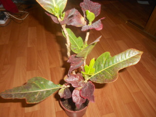 DSCN2472.jpg