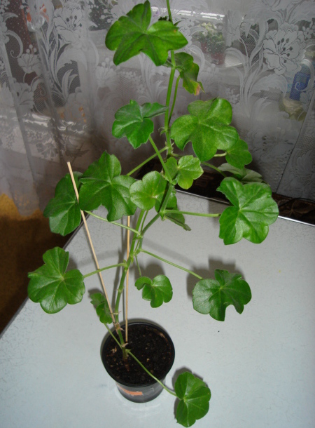 DSC00436.JPG
