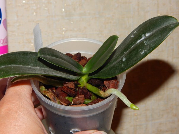 Sedirea japonica2.jpg