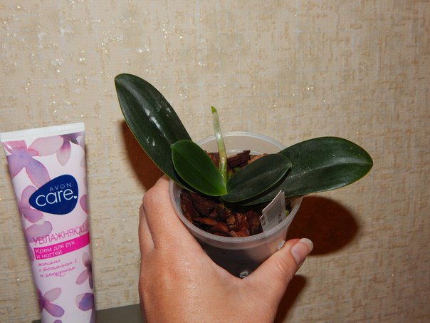 Sedirea japonica.jpg