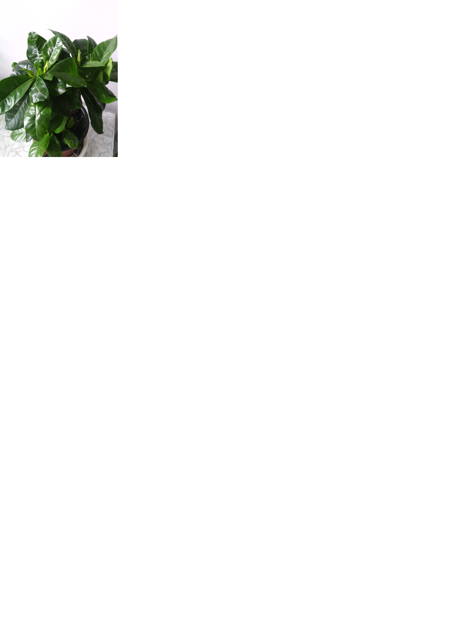 Гардения желтая мах.png