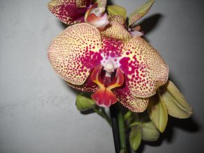 DSCN5863_293x220.jpg