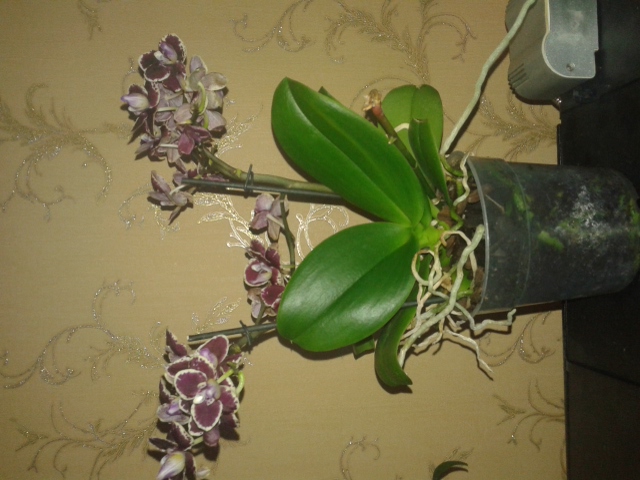 20150519_180719.jpg