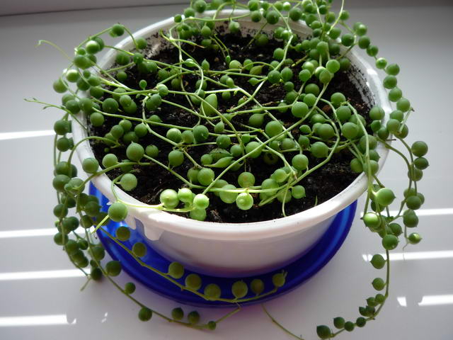 P1060236л.jpg