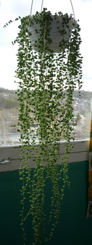 P1060273д.jpg
