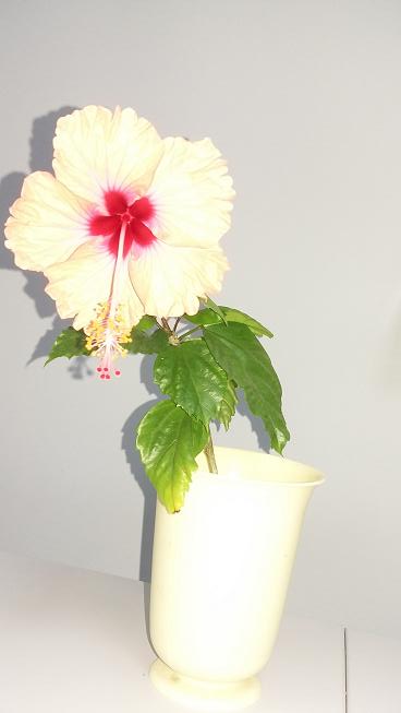 2015-05-30 06.52.23.jpg