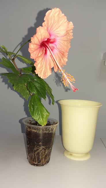 2015-05-30 06.52.35.jpg