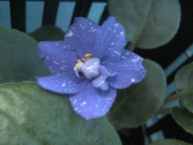 PICT0159.JPG