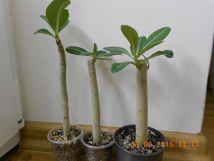 DSCN4877_thumb.jpg