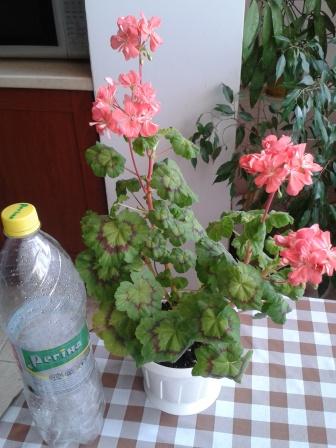 2015-06-01 12.04.11.jpg