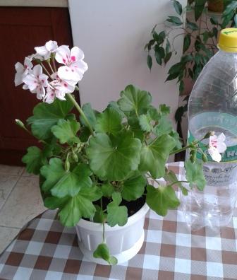 2015-06-01 12.06.12.jpg