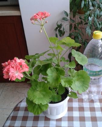 2015-06-01 12.04.58.jpg