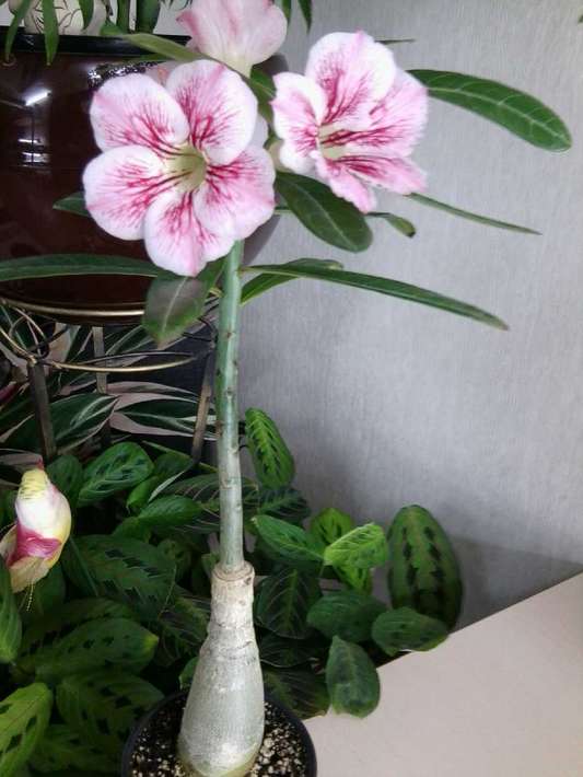 Bosom Gade(2)_thumb_thumb.jpg