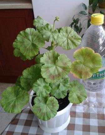 2015-06-01 12.10.53.jpg
