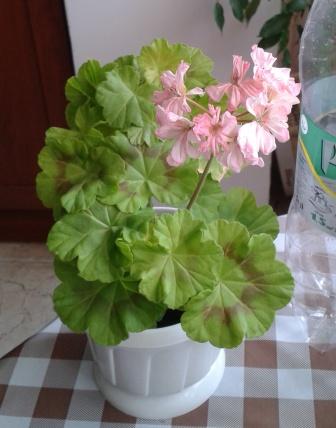 2015-06-01 12.11.30.jpg