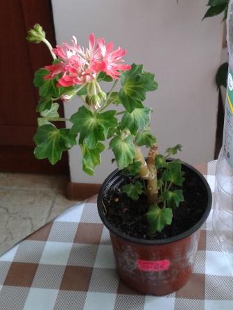 2015-06-01 12.12.14.jpg