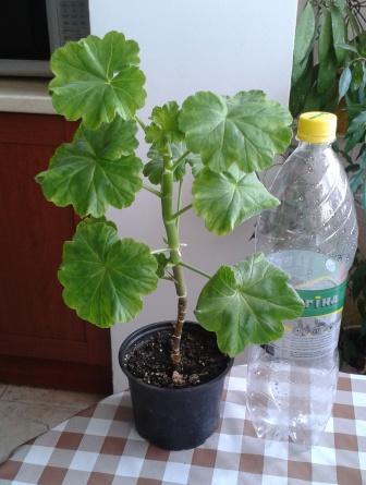 2015-06-01 12.20.50.jpg