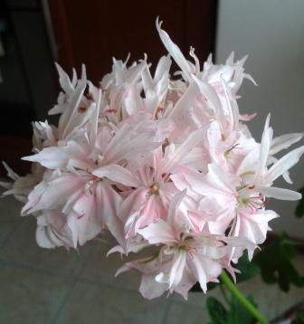 2015-06-01 12.21.57.jpg