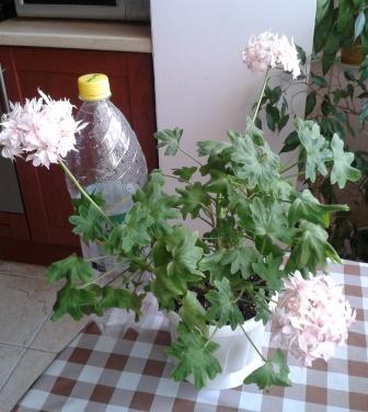 2015-06-01 12.21.39.jpg