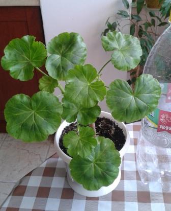2015-06-01 12.22.19.jpg