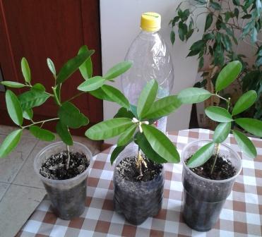 2015-06-01 12.16.33.jpg