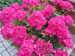 PAC Shocking Pink.jpg