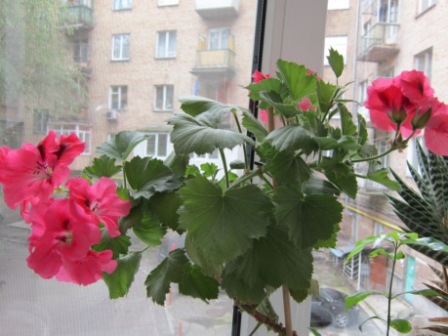 IMG_0483.JPG