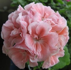 Marbacka Rose супер сорт.jpg