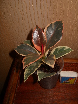 DSCN6411.JPG