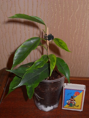 DSCN6409.JPG