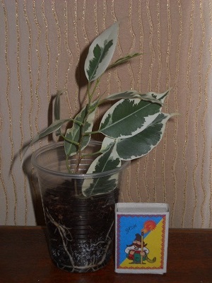 DSCN6408.JPG