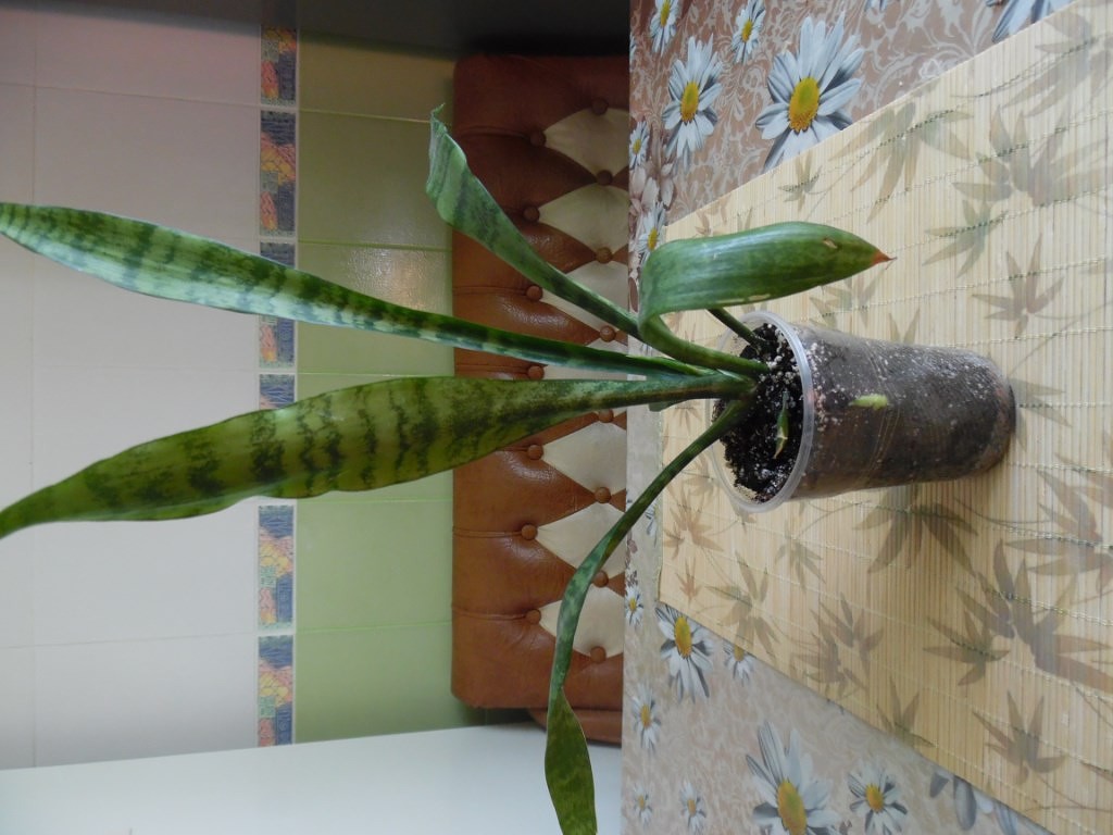 getImageYWRL3344.jpg