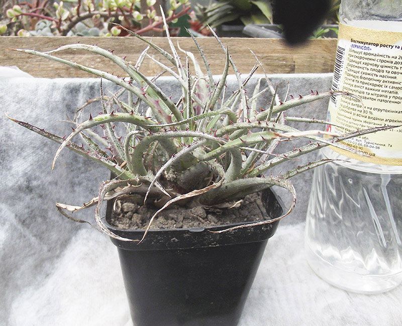hechtia-texensis01.jpg