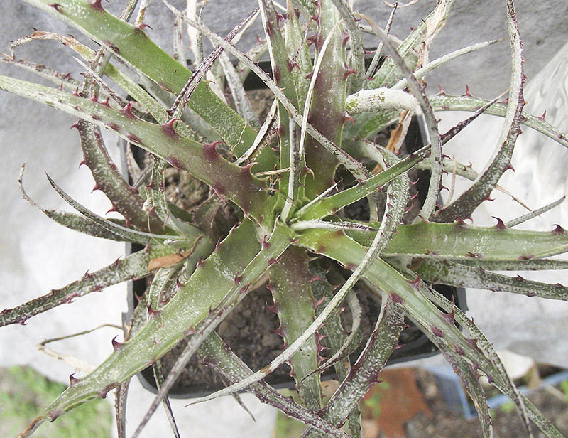 hechtia-texensis02.jpg