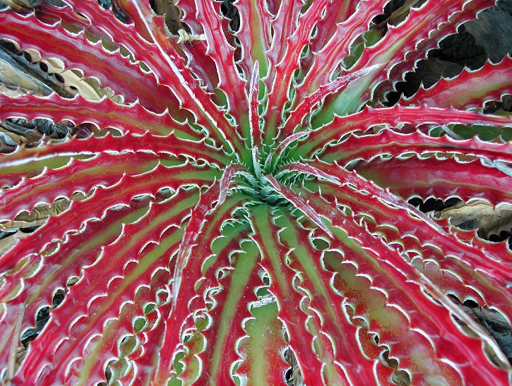 Hechtia_scariosa_texensis_9878.jpg