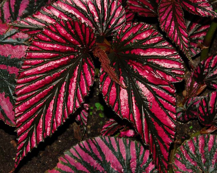 Begonia 2.jpg