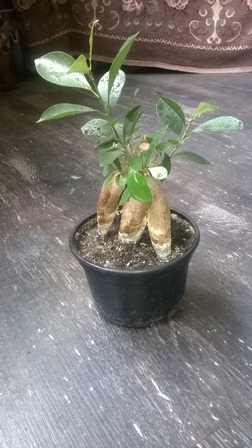 WP_20150604_001.jpg