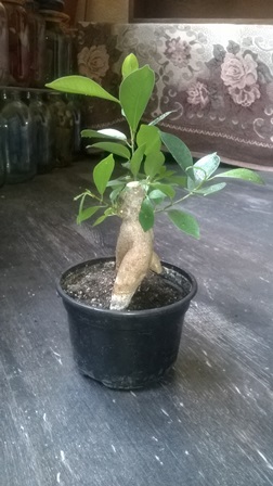 WP_20150604_003.jpg