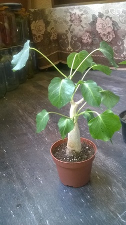 WP_20150604_005.jpg
