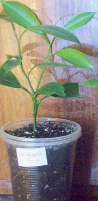 100_0735.JPG