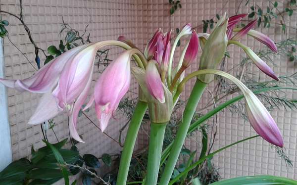 Crinum.jpg