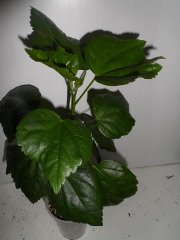 image (17).jpg