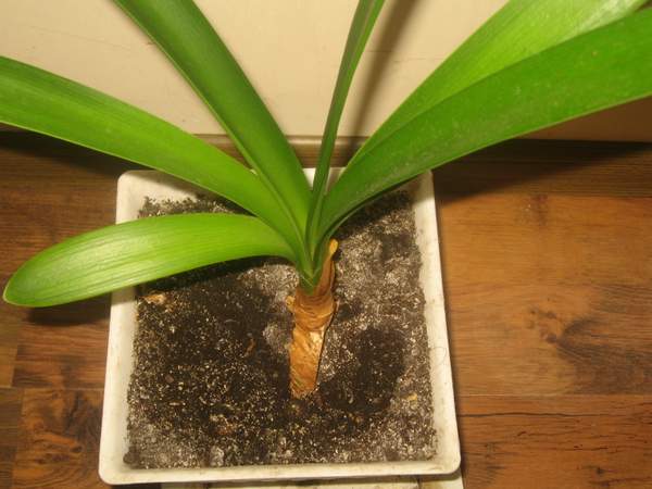 IMG_8159.JPG